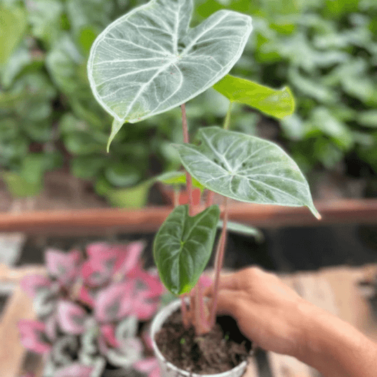 Ivory Coast Alocasia in Garden Planter 