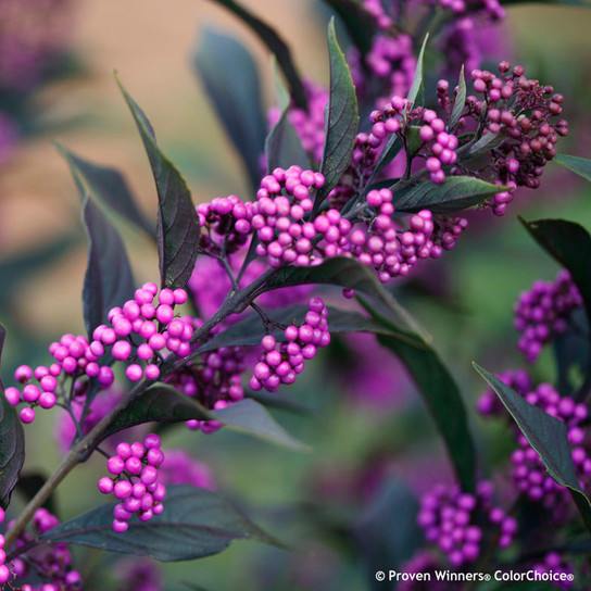 Pearl Glam Beautyberry with Purple Berries