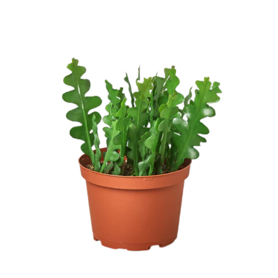 Ric Rac Cactus Plant Addicts