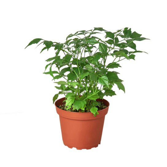 China Doll Plant Growing in Garden Planter