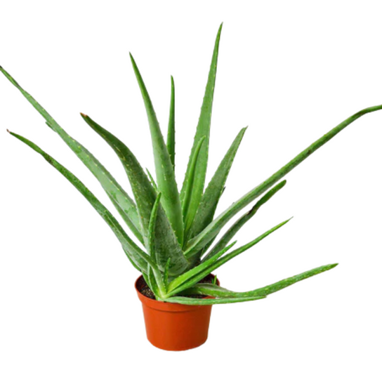 Healthy Aloe Vera Succulent