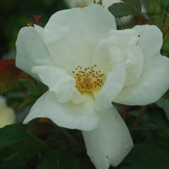 White Knock Out® Rose Blooming