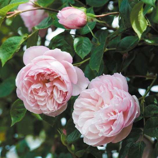 The Generous Gardener® English Rose Flowers and Foliage