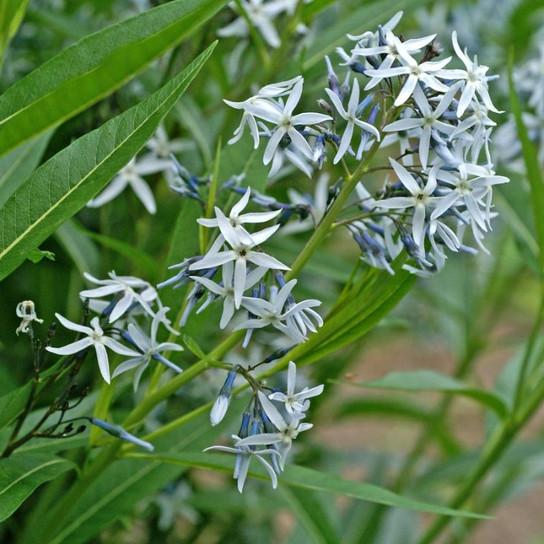 Eastern Bluestar Flowering