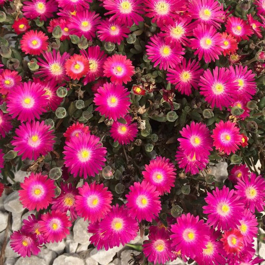 Jewel of the Desert® Amethyst Ice Plant Blooming
