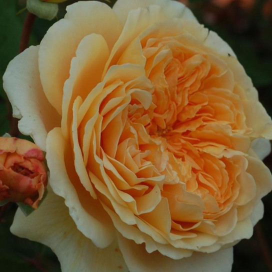 Crown Princess Margareta English Climbing Rose Flower