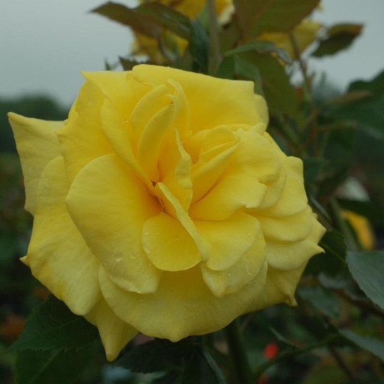 Sunsprite Floribunda Rose Blooming