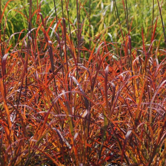 Healthy Red October Big Bluestem Grass
