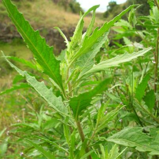 Epazote Mexican Tea Plant Leaves