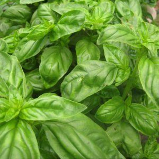 Healthy Green Basil Leaves