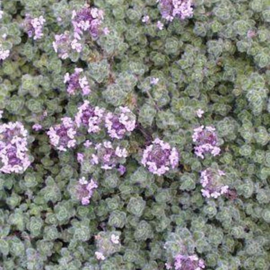 Healthy Wooly Thyme Plant