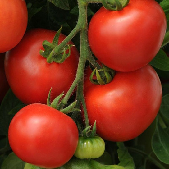 Healthy  Homeslice Tomato Plant
