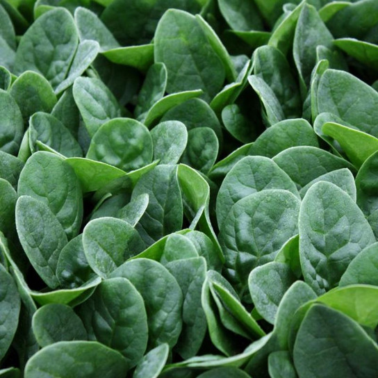 Healthy Seaside Spinach Plant