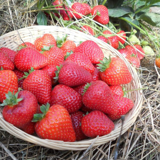 Sweet Kiss Strawberry Harvest