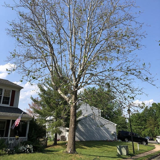 American Sycamore Plant Addicts