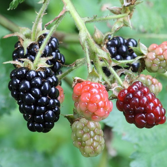 Triple Crown Blackberry Bush | Plant Addicts