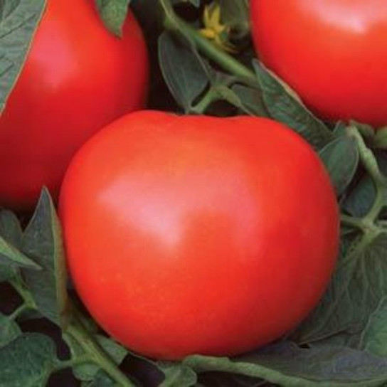 Healthy Phoenix Tomato Plant