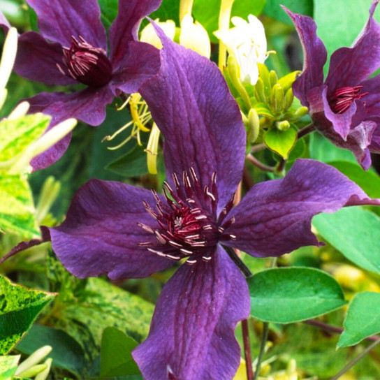 Guiding Promise Clematis Flower Close Up