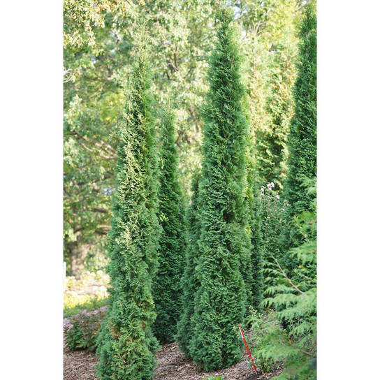 Full Speed A Hedge® Thin Man® Arborvitae Growing In A Row