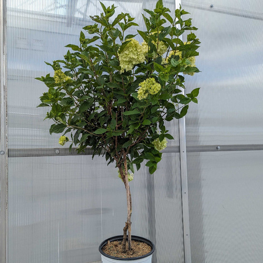 Little Lime® Hydrangea Tree Standard in Nursery Pot 