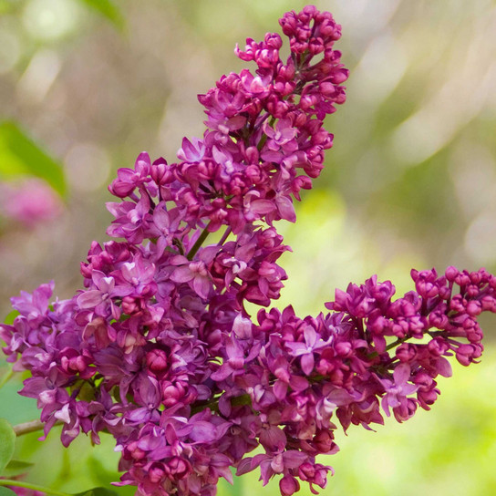 Fragrant Charles Joly Lilac Purple Flowers
