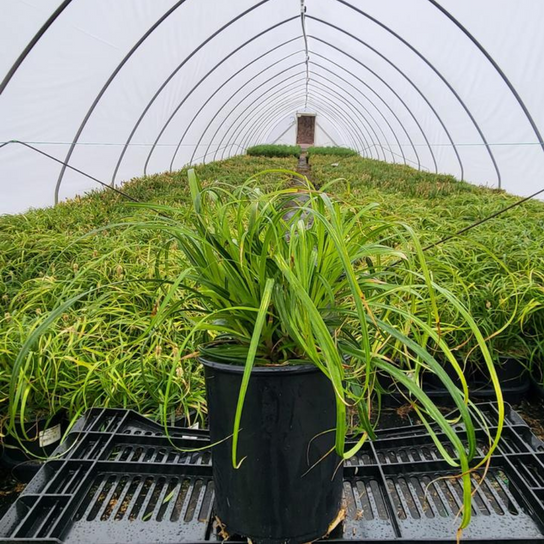 Ribbon Falls Sedge Grass Plant Addicts
