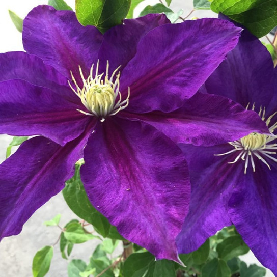 The Duchess of Cornwall Clematis flowering
