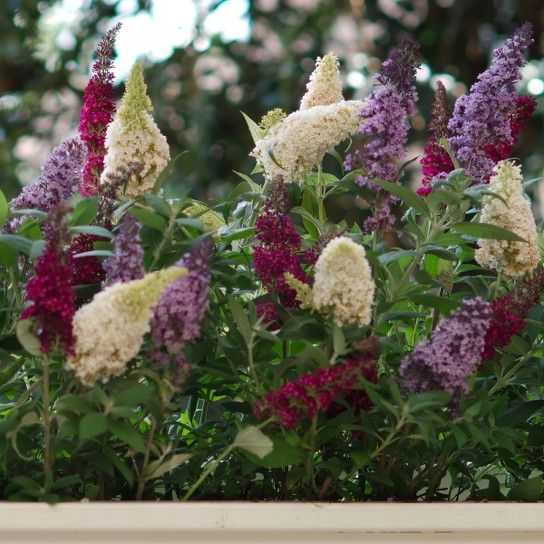 Triple Treat Butterfly Bush | Plant Addicts