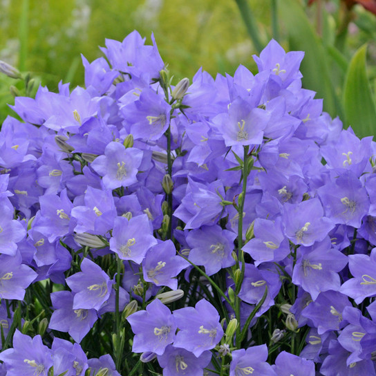 Takion Blue Bellflower | Plant Addicts