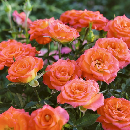 Colorful Miniature Rose Collection | Plant Addicts