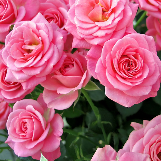 Baby Paradise Miniature Rose Plant Addicts