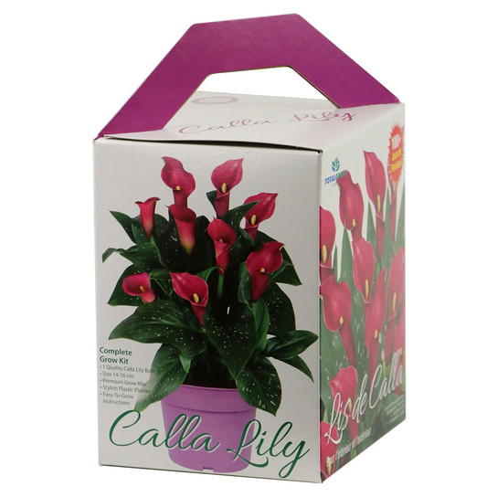 Purple Calla Lily Grow Kit | Plant Addicts