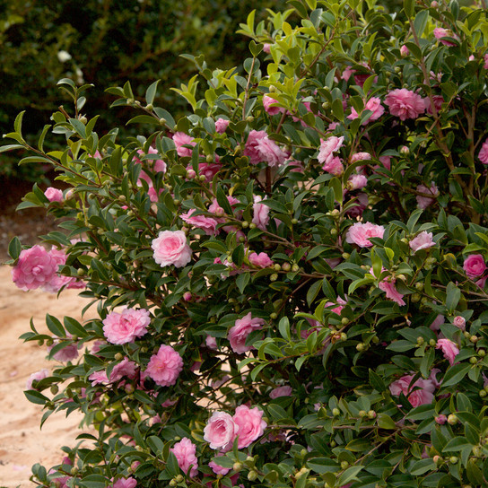 October Magic Pink Perplexion Camellia Shrub Covered in Flowers and Buds Main
