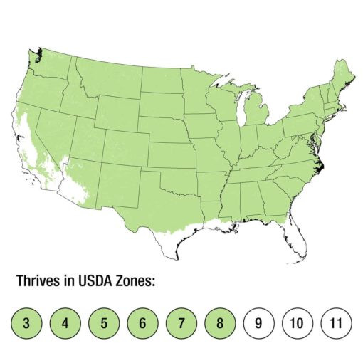 Dwarf Alberta Spruce