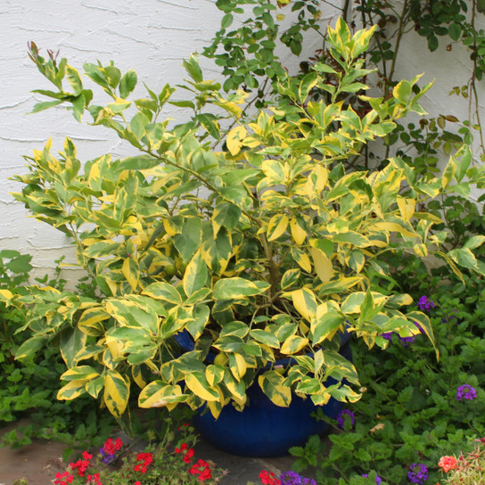 Pink Variegated Eureka Lemon Plant Addicts
