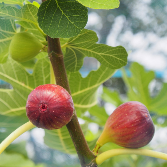 O'Rourke Fig Tree With Fruit