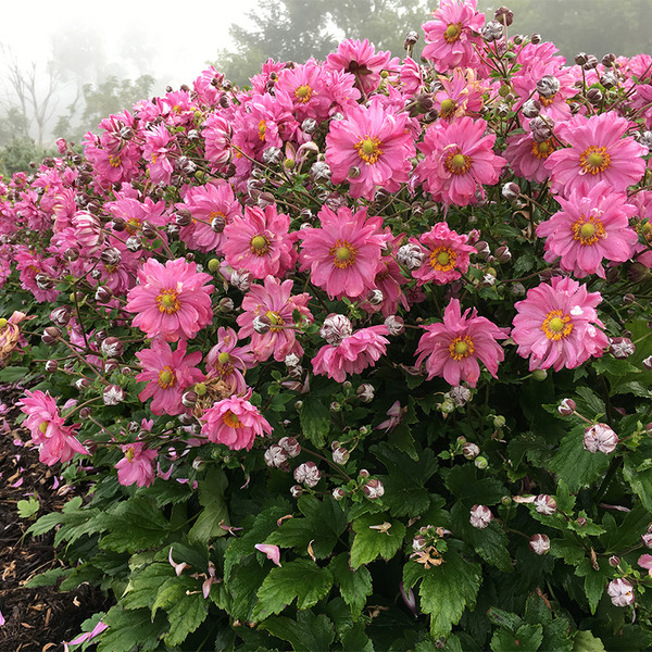 Fall in Love Sweetly Japanese Anemone with Pink Blooms