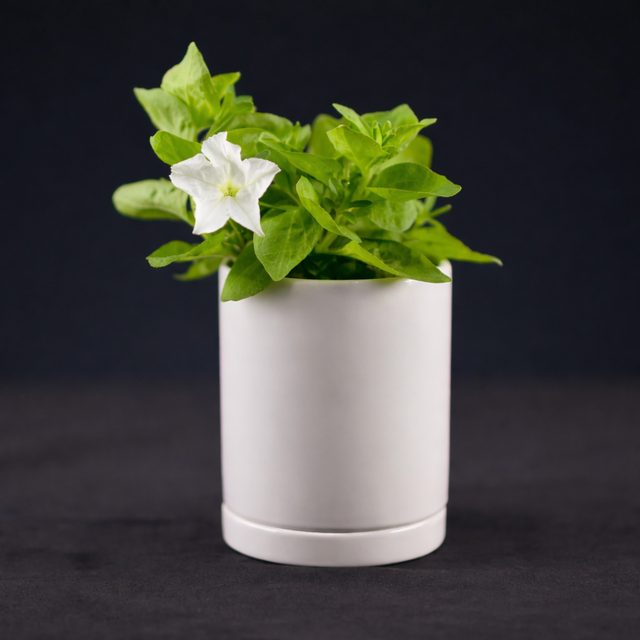 Firefly Petunia 1 Pack Starter Plant