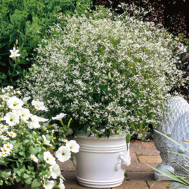 Euphorbia Graminea Diamond Frost