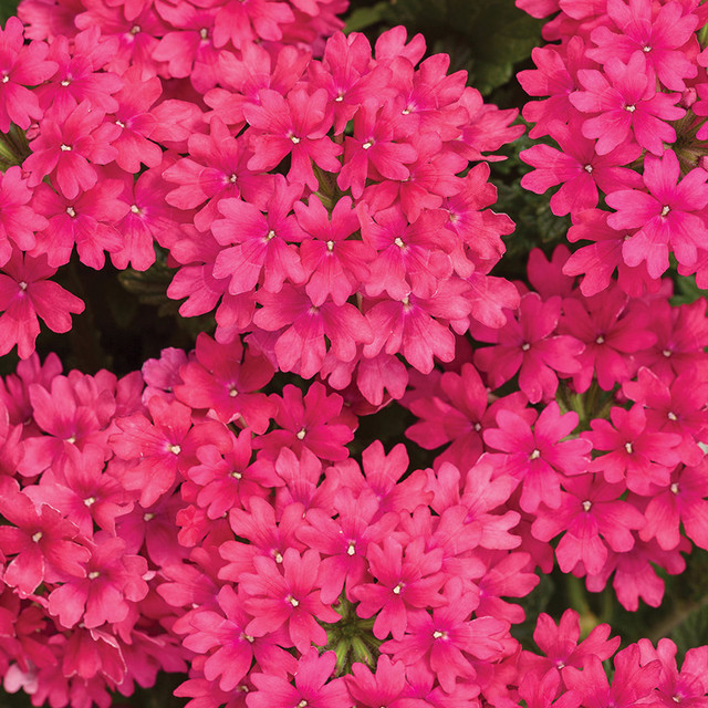 Verbena Plants For Sale Plant Addicts