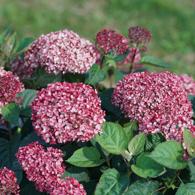 Invincibelle® Ruby Hydrangea | Plant Addicts