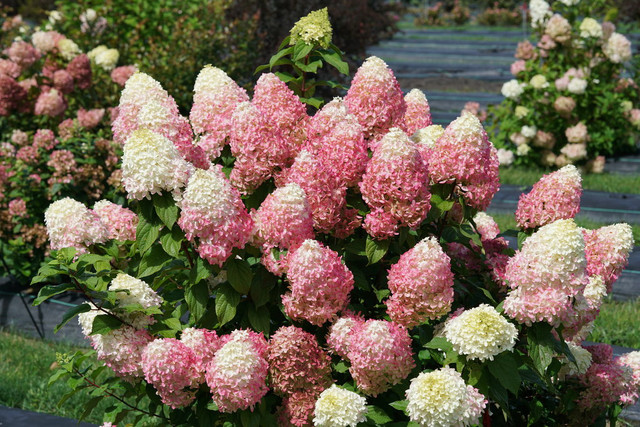 Quick Fire hydrangea with white and pink summer flowers