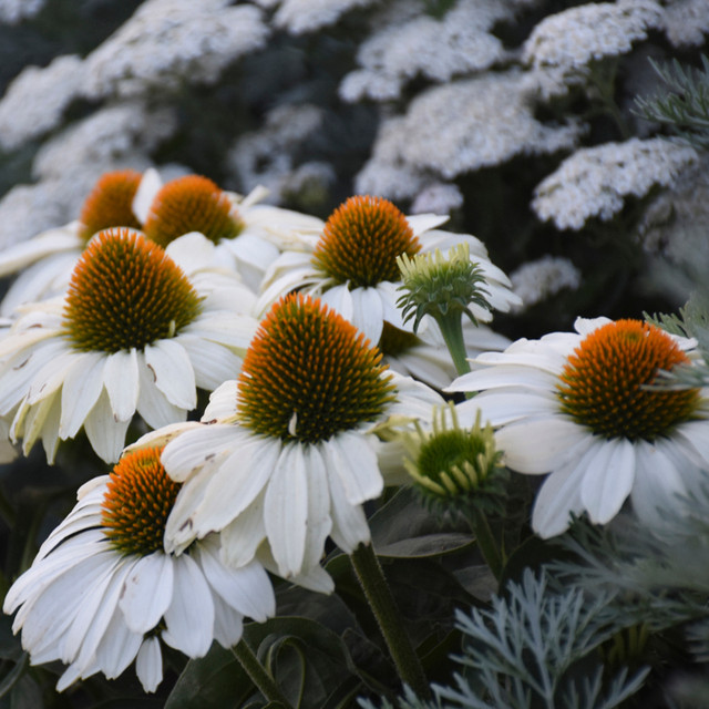 Double Coded™ Raspberry Beret Coneflower | Plant Addicts