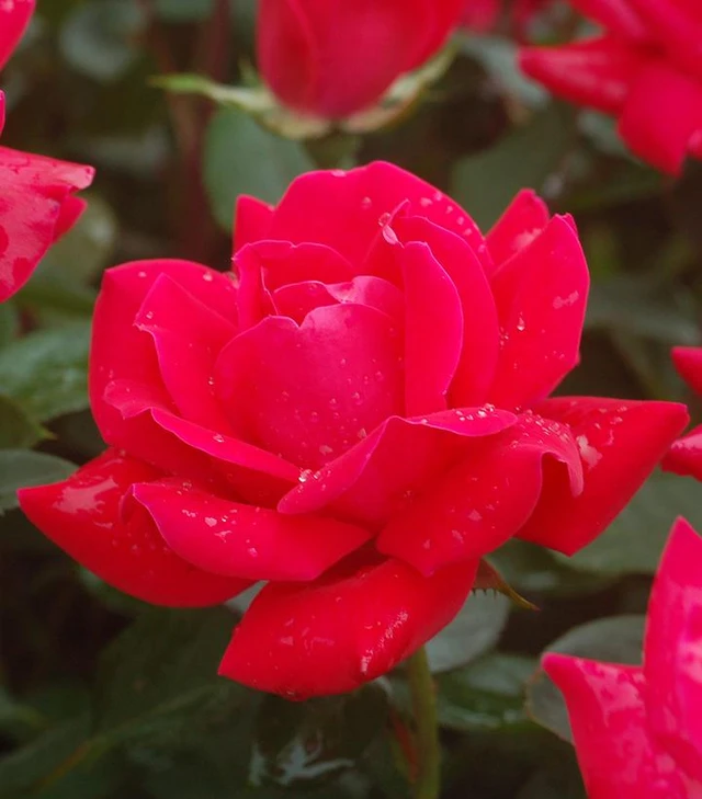 Double Knock Out Rose double red flower