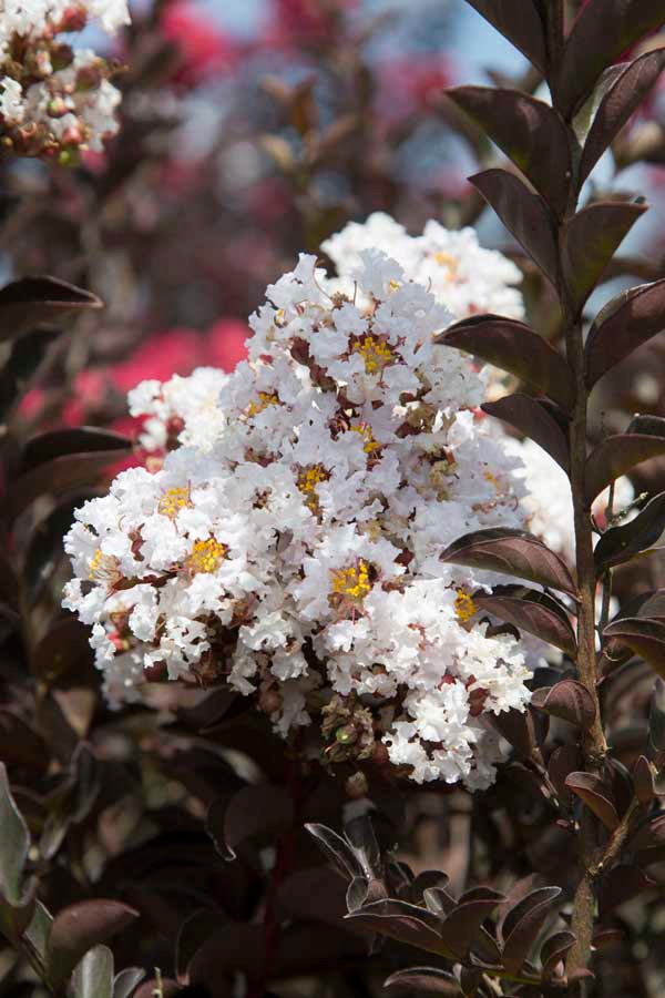 Delta Moonlight Crape Myrtle