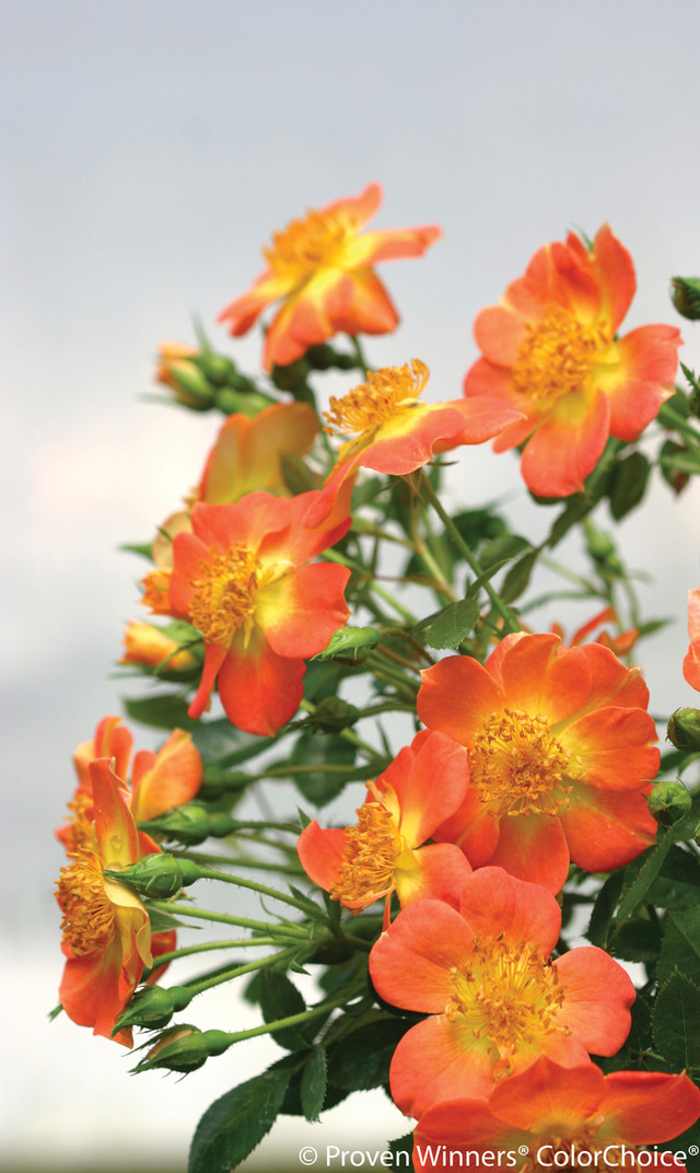 Oso Easy® Paprika Rose Bushes Plant Addicts