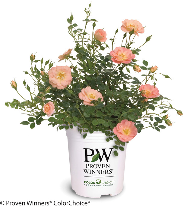 Oso Easy® Peachy Cream Rose Bushes Plant Addicts