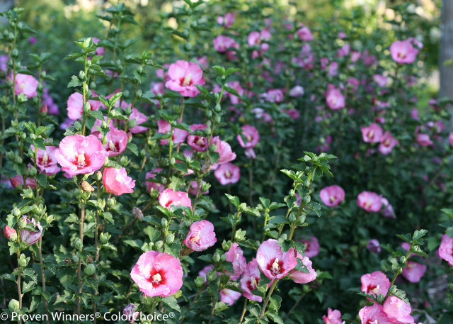 Ruffled Satin® Rose of Sharon | Plant Addicts