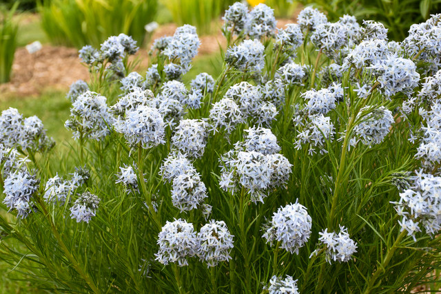 String Theory Amsonia