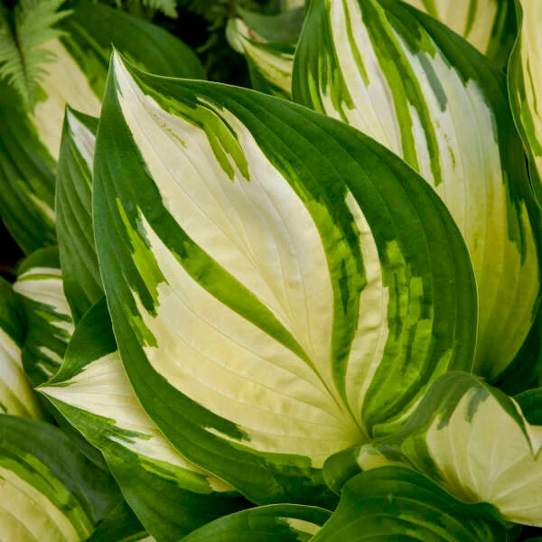 Shadowland Miss America Hosta white-centered variegated foliage